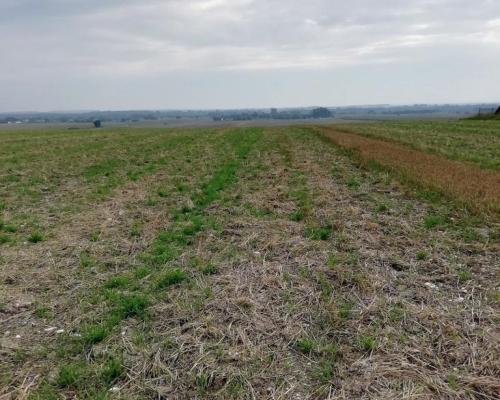 Działka inwestycyjna 4,5 ha bezpośrednio przy S12