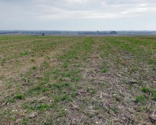 Działka inwestycyjna 4,5 ha bezpośrednio przy S12