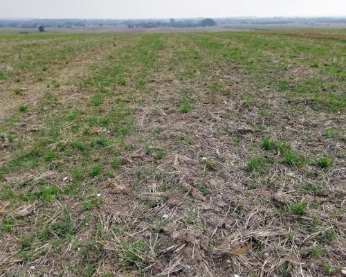 Działka inwestycyjna 4,5 ha bezpośrednio przy S12