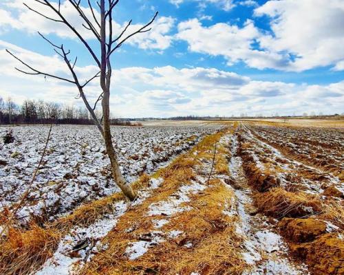 Działka budowlana Płouszowice Kolonia - 35ar