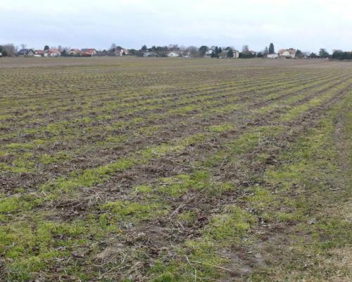 5 minut spacerkiem do Zalewu Zemborzyckiego