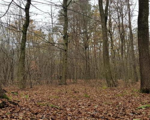 Przepiękny las w miejscowości Samoklęski