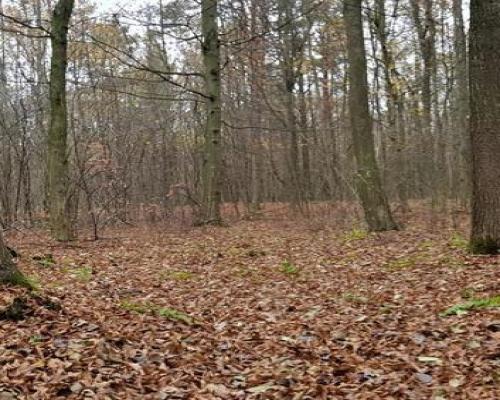 Przepiękny las w miejscowości Samoklęski