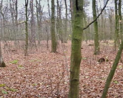 Przepiękny las w miejscowości Samoklęski