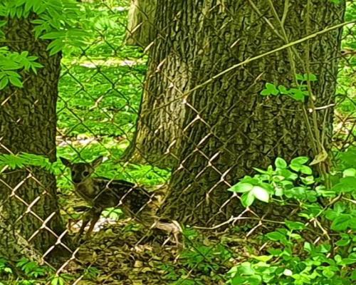 Działka, Zemborzyce Tereszyńskie, 57 ar