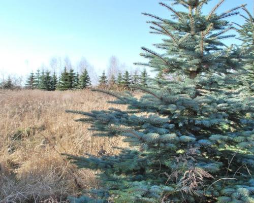 Działka w okolicy ulicy Zelwerowicza.