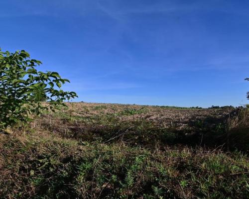 Piotrowice - działka 20 arów w doskonałej cenie!