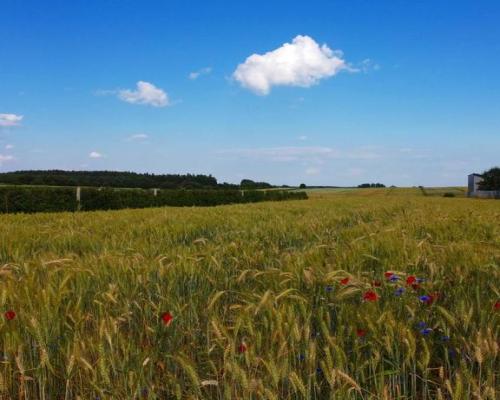 Borów Kol. Duża działka z możliwością uzyskania WZ