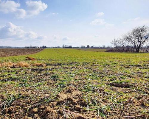 Działka pod zabudowę - Miłocin Kolonia - 47ar