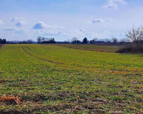 Działka pod zabudowę - Miłocin Kolonia - 47ar