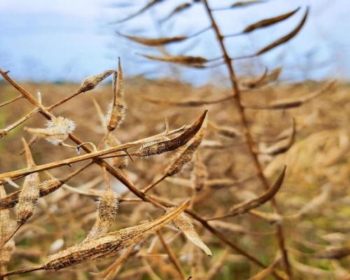 Nałęczów - działka usługowa - 67ar