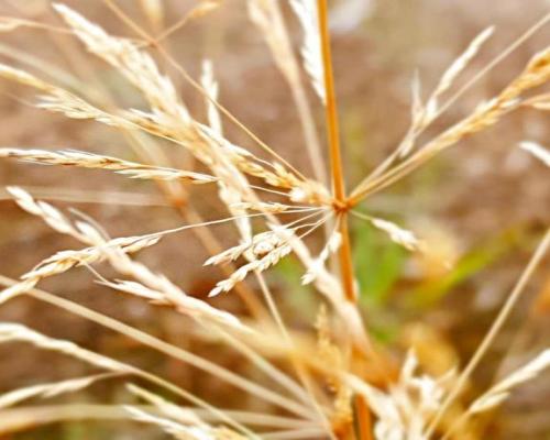 Nałęczów - działka usługowa - 67ar