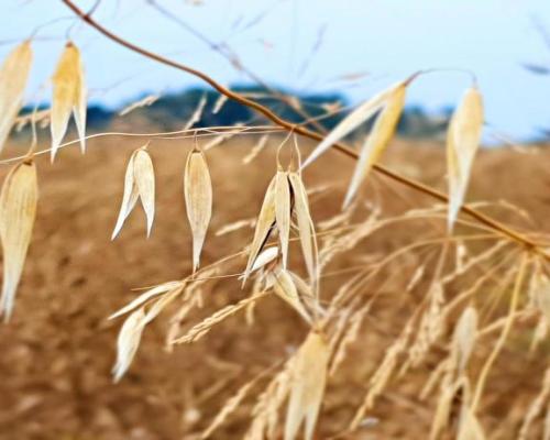 Nałęczów - działka usługowa - 67ar