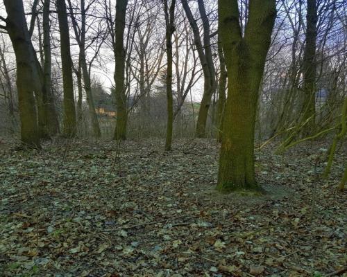 Kocianów - działka leśna - 33 ar