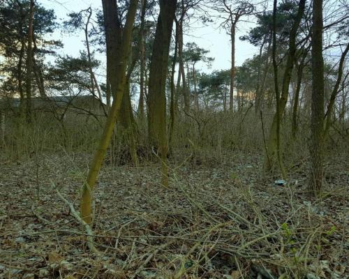 Kocianów - działka leśna - 33 ar