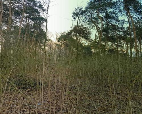 Kocianów - działka leśna - 33 ar