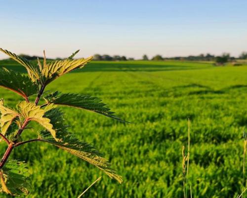 Działka 30ar nieopodal Lublina - Miłocin