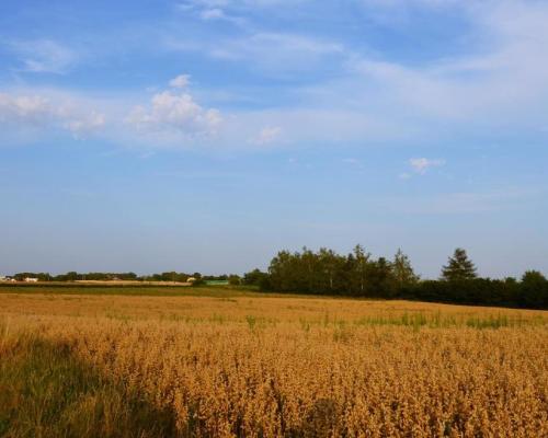 Działka rolna jako inwestycja Marysin!