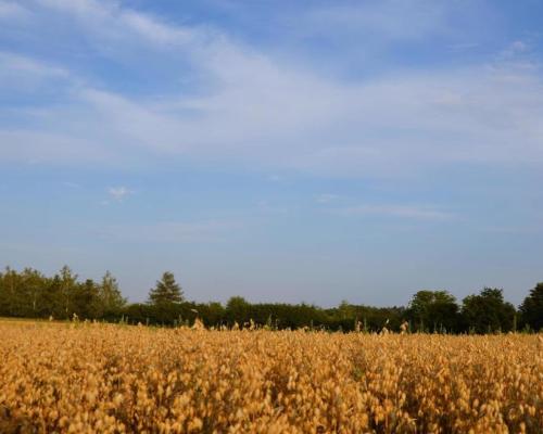 Działka rolna jako inwestycja Marysin!