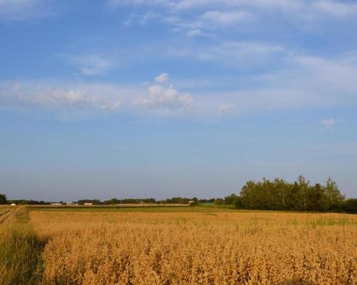 Działka rolna jako inwestycja Marysin!