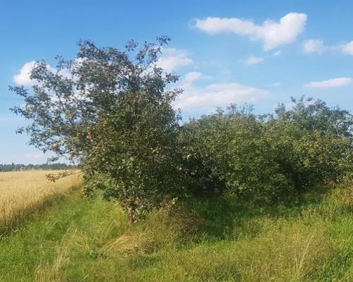 Atrakcyjne siedlisko 53 ar ziemi pod Kazimierzem