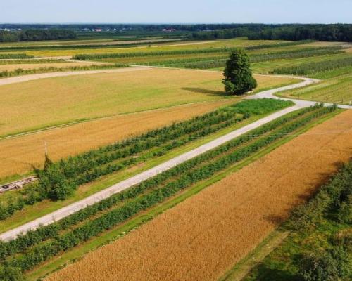 Atrakcyjne siedlisko 53 ar ziemi pod Kazimierzem