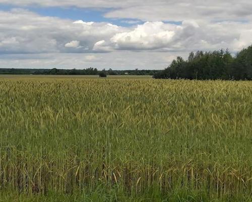 Piękna działka budowlana w Starościnie!!!