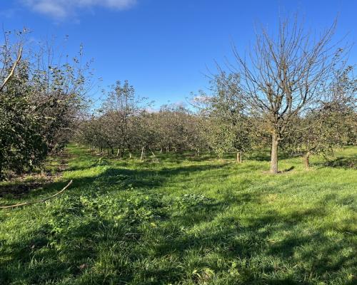 Dom drewniany do remontu na działce w Zakrzowie.