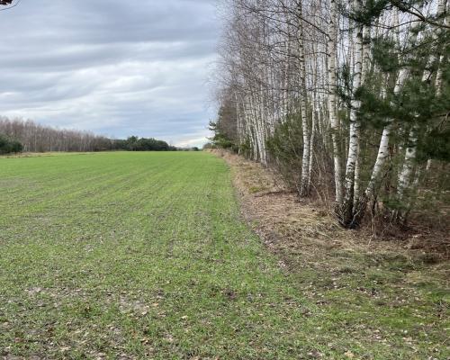 Duża działka inwestycyjna blisko Wisły w Kłudziu.