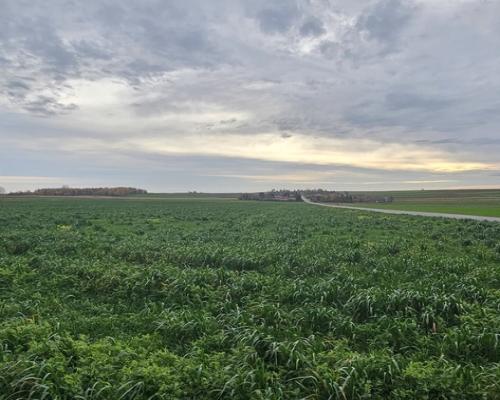 Działka, Zalesie, Wilkołaz, 11 ar, budowlana