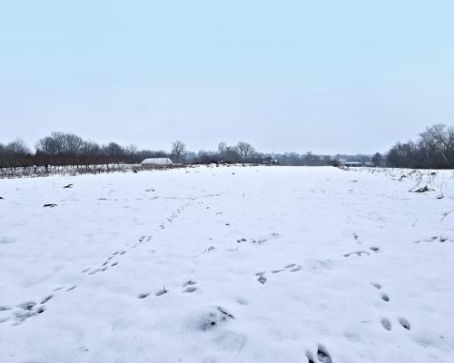 Drewniany dom z dużą działką - pole + sad + las