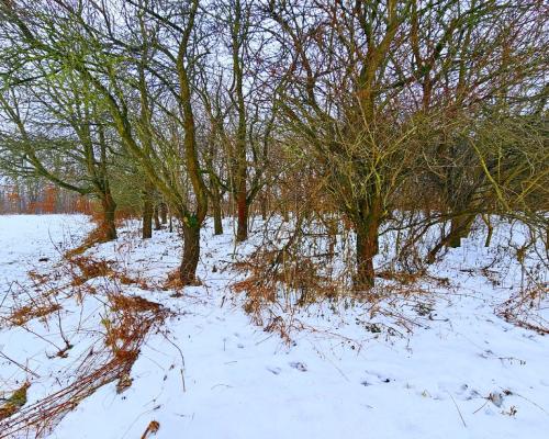 Drewniany dom z dużą działką - pole + sad + las