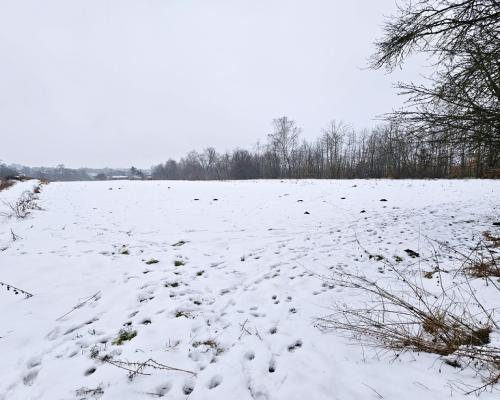 Drewniany dom z dużą działką - pole + sad + las