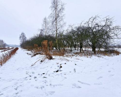 Drewniany dom z dużą działką - pole + sad + las