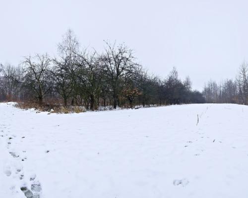 Drewniany dom z dużą działką - pole + sad + las