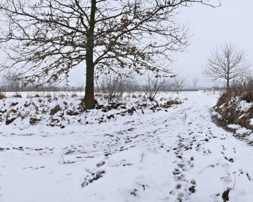 Drewniany dom z dużą działką - pole + sad + las