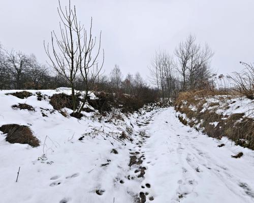 Drewniany dom z dużą działką - pole + sad + las