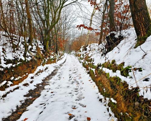 Drewniany dom z dużą działką - pole + sad + las
