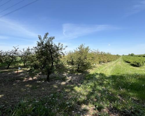 Działka rolno-budowlana w Kamieniu Kolonii.