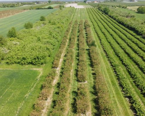 Działka rolno-budowlana w Kamieniu Kolonii.