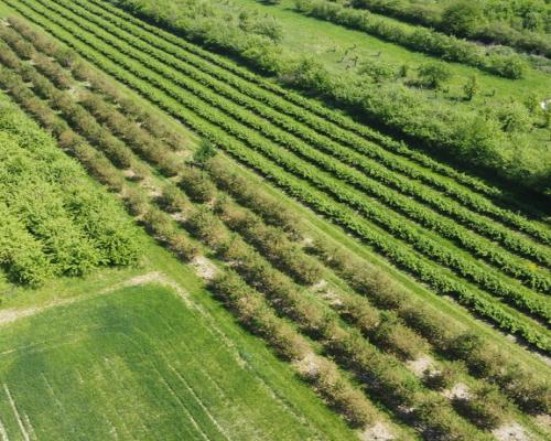 Działka rolno-budowlana w Kamieniu Kolonii.