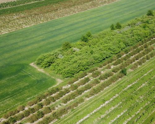 Działka rolno-budowlana w Kamieniu Kolonii.