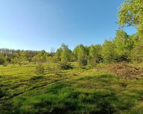 Dom na działce 4200 m2 w Gródku gm. Policzna.