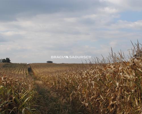 Działka budowlana w Proszowicach