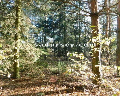 Ładna działka budowlano - inwestycyjna 4100m2 w Białym Ługu, gmina Prażmów, pow. piaseczyński.    
   
Cisza, zieleń, dobry dos