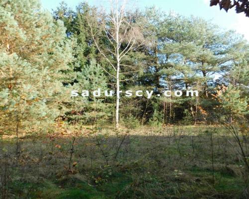 Ładna działka budowlano - inwestycyjna 4100m2 w Białym Ługu, gmina Prażmów, pow. piaseczyński.    
   
Cisza, zieleń, dobry dos