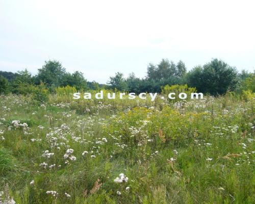Siedem działek budowlanych pod inwestycję, po 1000m 2  każda, we Władysławowie, gmina Lesznowola, na obrzeżach Warszawy, ok. 3