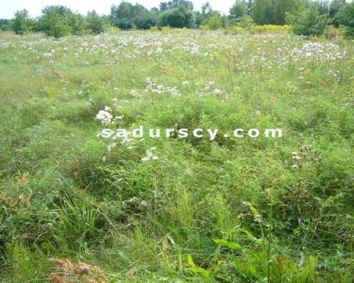 Siedem działek budowlanych pod inwestycję, po 1000m 2  każda, we Władysławowie, gmina Lesznowola, na obrzeżach Warszawy, ok. 3