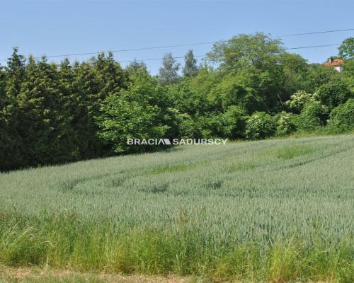 Duża działka inwestycyjna w Brzeziu gm.Kłaj