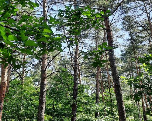 Działka w Józefowie z Planem zagospodarowania